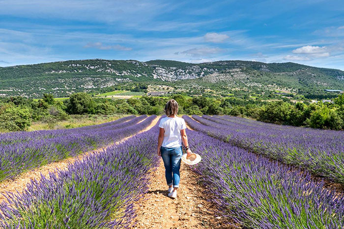 Champs de lavendes